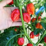 Benih Cabe Red Habanero Cabai Terpedas Heirloom Premium