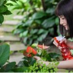 Pupuk Gandasil D 100 Gram Nutrisi Pertumbuhan Fase Vegetatif