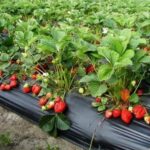 Benih Buah Strawberry Mencir Cocok Dataran Rendah Unggul Premium