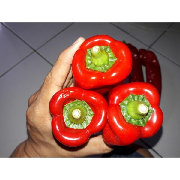 Benih Cabe Raksasa Sweet Italian Red Heirloom Premium  7 Benih Cabe Raksasa Sweet Italian Red Heirloom Premium