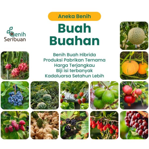 Benih Buah Buahan Hibrida Anggur, Strawberry DLL Tanaman Paket Lengkap Unggul