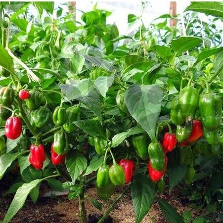 Benih Cabe Red Habanero Cabai Terpedas Heirloom Premium