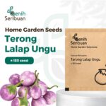 Benih Terong Lalap Ungu Bulat