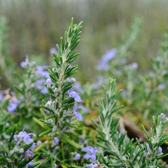 Benih Rosemary Heirloom Tanaman Herb Premium