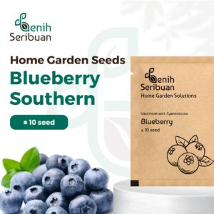 Benih Buah Blueberry Unggul Premium