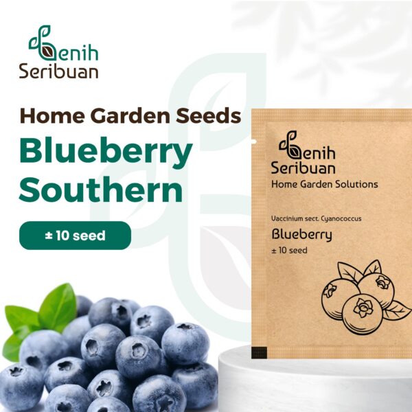 Benih Buah Blueberry Unggul Premium