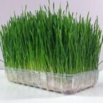 Benih Wheatgrass Rumput Kucing Unggul Premium