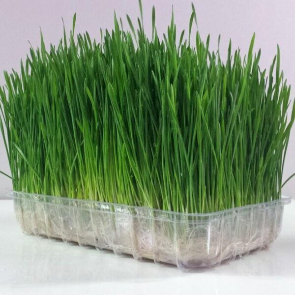 Benih Wheatgrass Rumput Kucing Unggul Premium